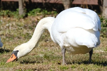 Mute Swan 千葉県 Sat, 1/21/2023