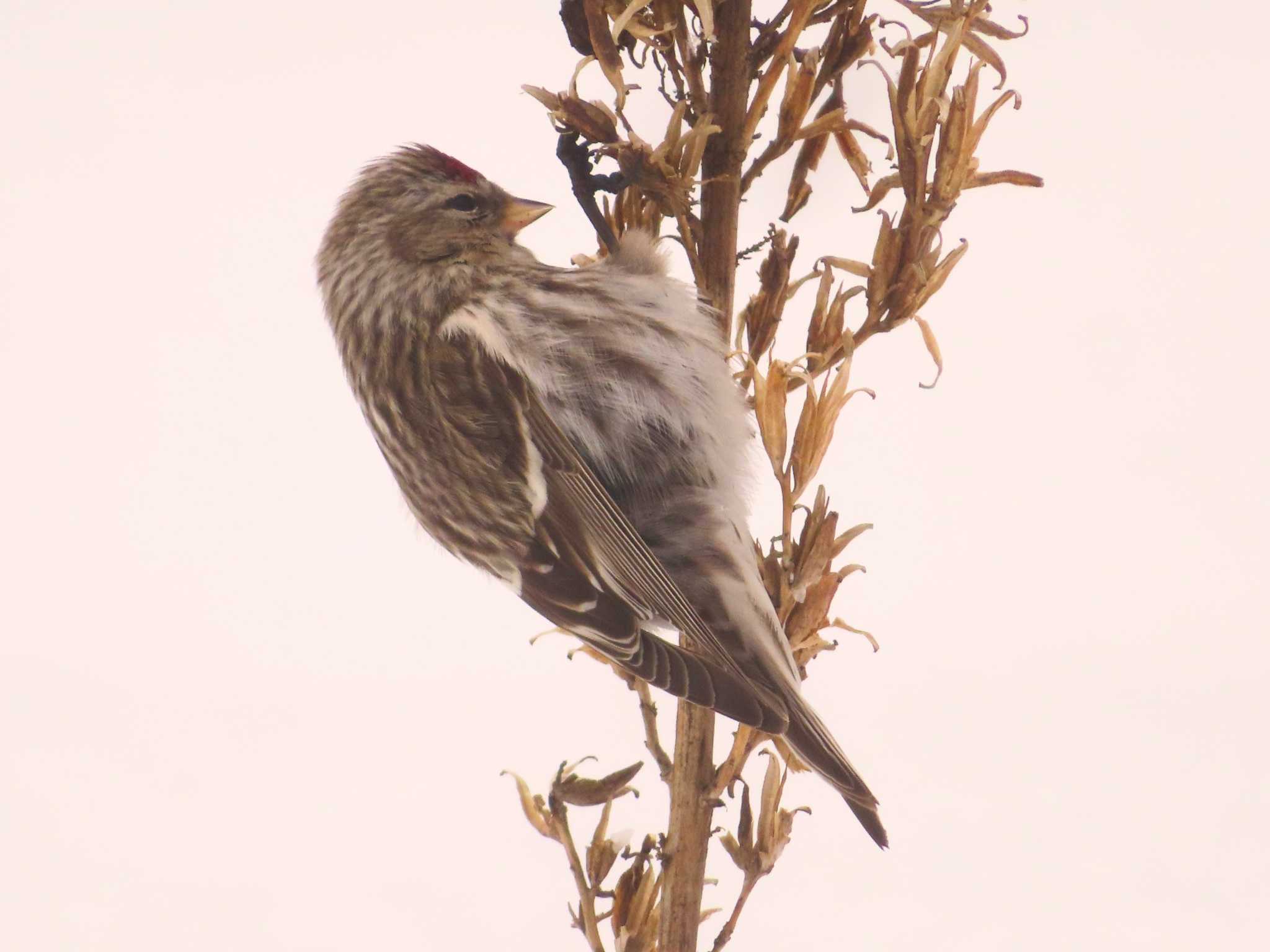 Photo of Common Redpoll at Makomanai Park by ゆ