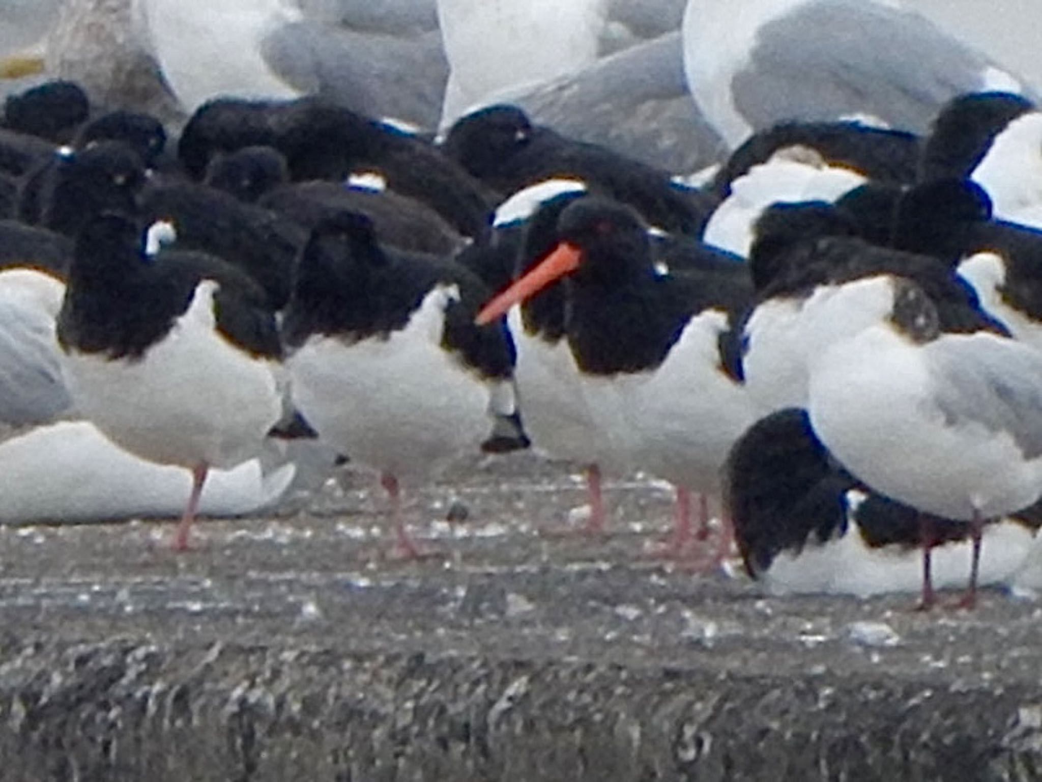 Photo of Eurasian Oystercatcher at Sambanze Tideland by HIKARI  ξ(｡◕ˇ◊ˇ◕｡)ξ