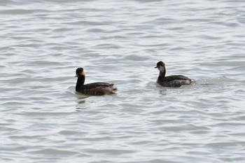 Black-necked Grebe Unknown Spots Sat, 4/6/2024