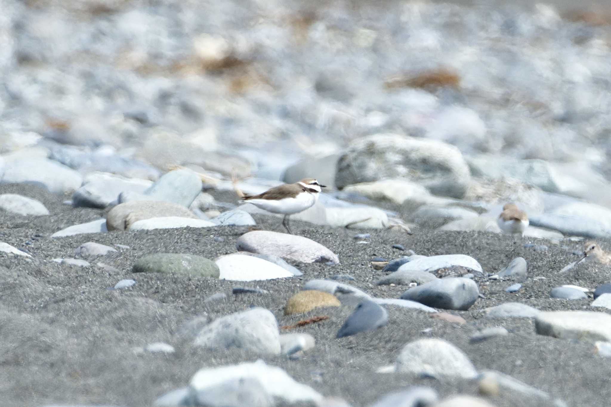 Photo of Kentish Plover at  by ゆう