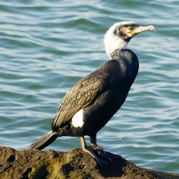 Japanese Cormorant 横須賀市鴨居 Wed, 4/10/2024