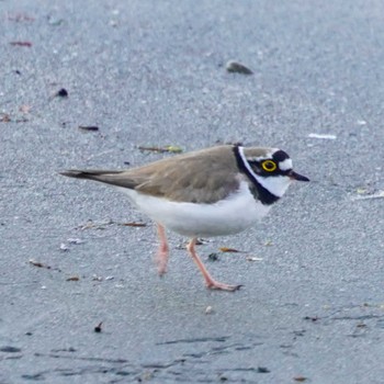 Little Ringed Plover 横須賀市鴨居 Wed, 4/10/2024