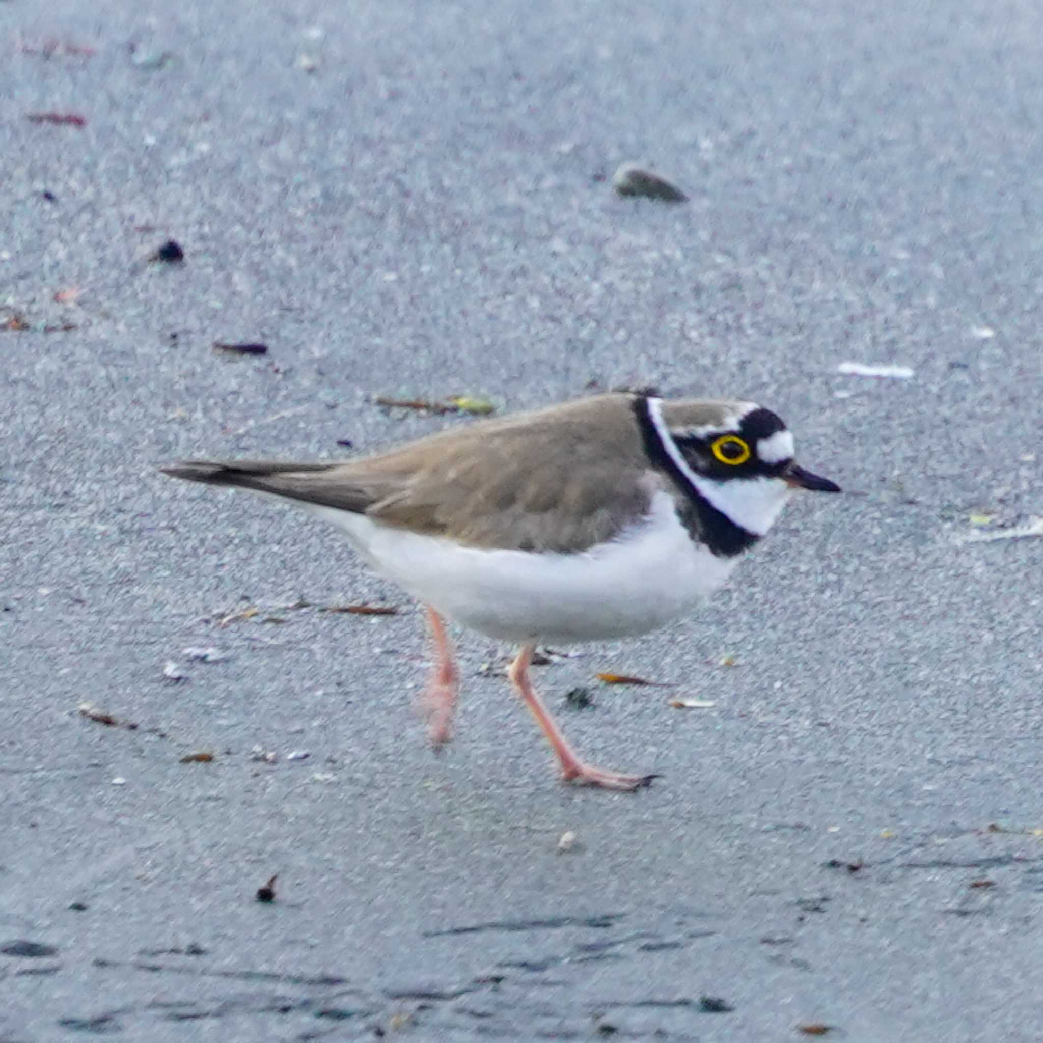 Photo of Little Ringed Plover at 横須賀市鴨居 by misa X