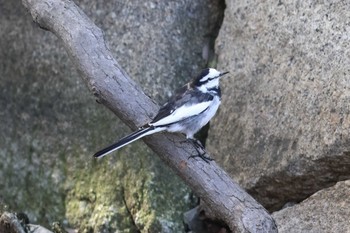 White Wagtail Osaka castle park Sun, 3/10/2024