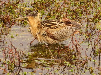 Eurasian Bittern 伊庭内湖 Fri, 3/22/2024