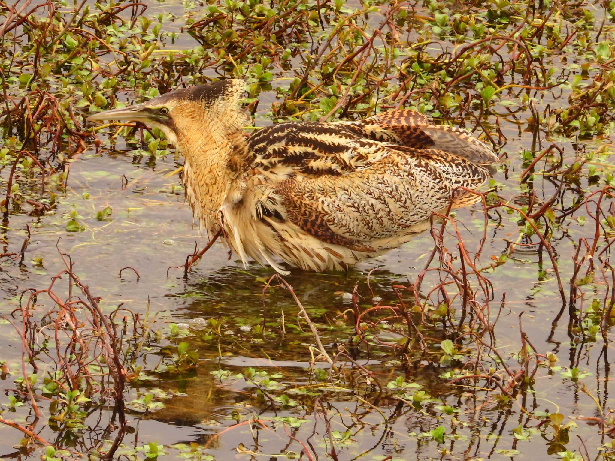 Eurasian Bittern