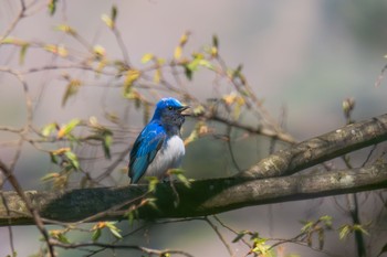 Blue-and-white Flycatcher 神奈川県 Wed, 4/10/2024