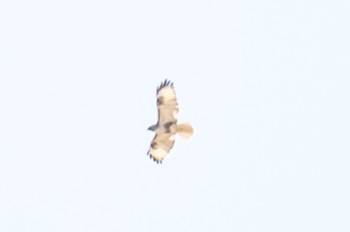 Eastern Buzzard 滋賀県米原市 Wed, 4/10/2024