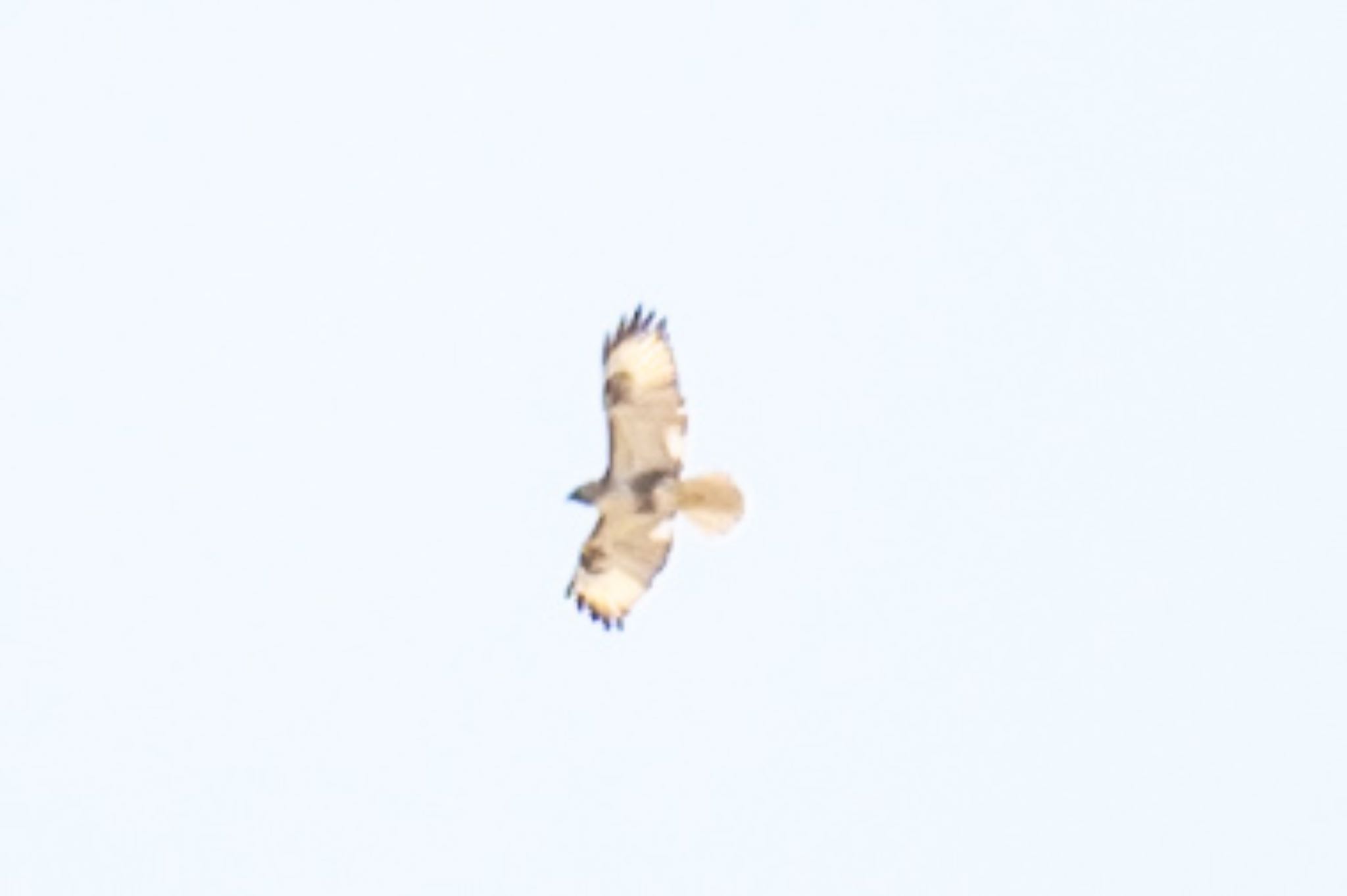 Photo of Eastern Buzzard at 滋賀県米原市 by なかみき1287