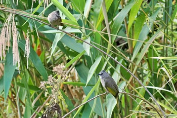 Flavescent Bulbul ベトナム Sat, 3/30/2024