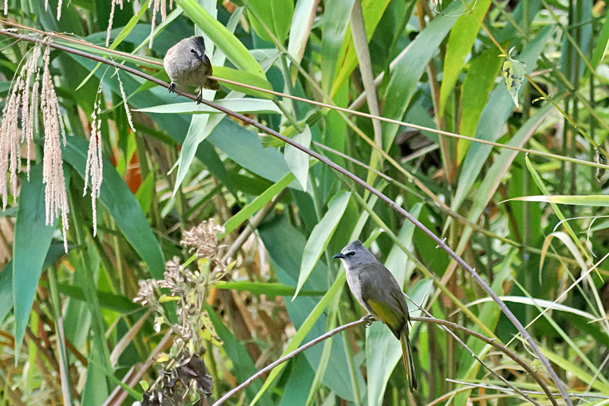 Photo of Flavescent Bulbul at ベトナム by 藤原奏冥