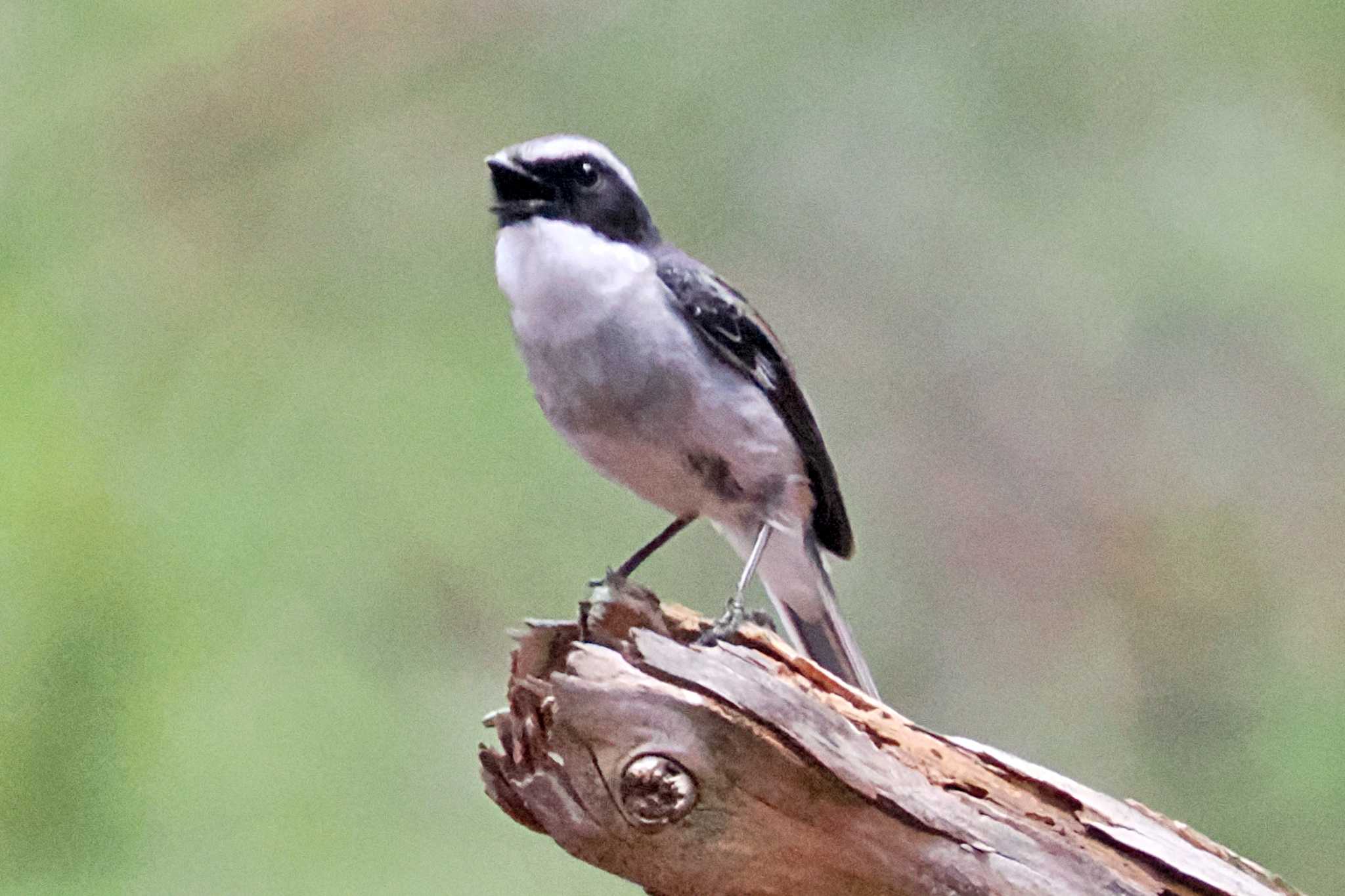 Photo of Grey Bush Chat at ベトナム by 藤原奏冥