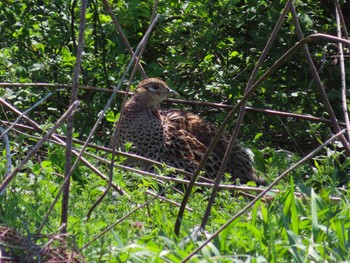 Green Pheasant 春日部市 Wed, 4/10/2024