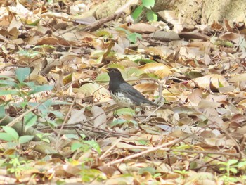 2024年4月10日(水) 大泉緑地の野鳥観察記録