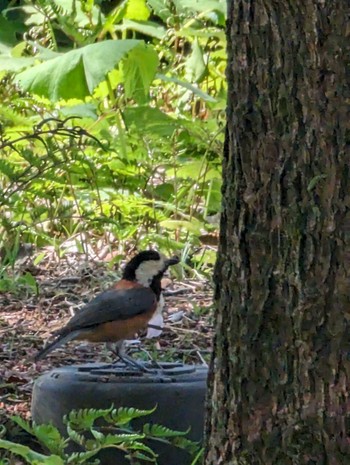 Varied Tit Showa Kinen Park Wed, 4/10/2024