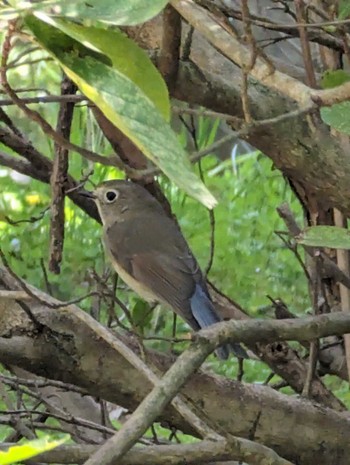 Red-flanked Bluetail Showa Kinen Park Wed, 4/10/2024