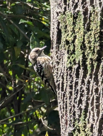 Japanese Pygmy Woodpecker Showa Kinen Park Wed, 4/10/2024