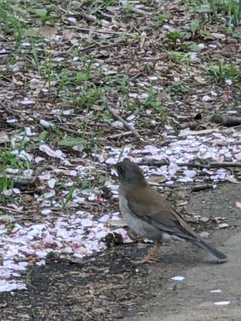 Pale Thrush Showa Kinen Park Wed, 4/10/2024