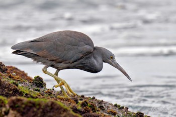 Pacific Reef Heron 真鶴岬 Sat, 4/6/2024