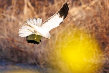 Hen Harrier 利根川 Sun, 3/3/2024