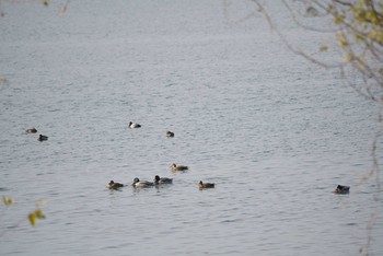 マガモ 湖北野鳥センター 2018年12月22日(土)