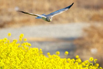 ハイイロチュウヒ 利根川 2024年3月3日(日)