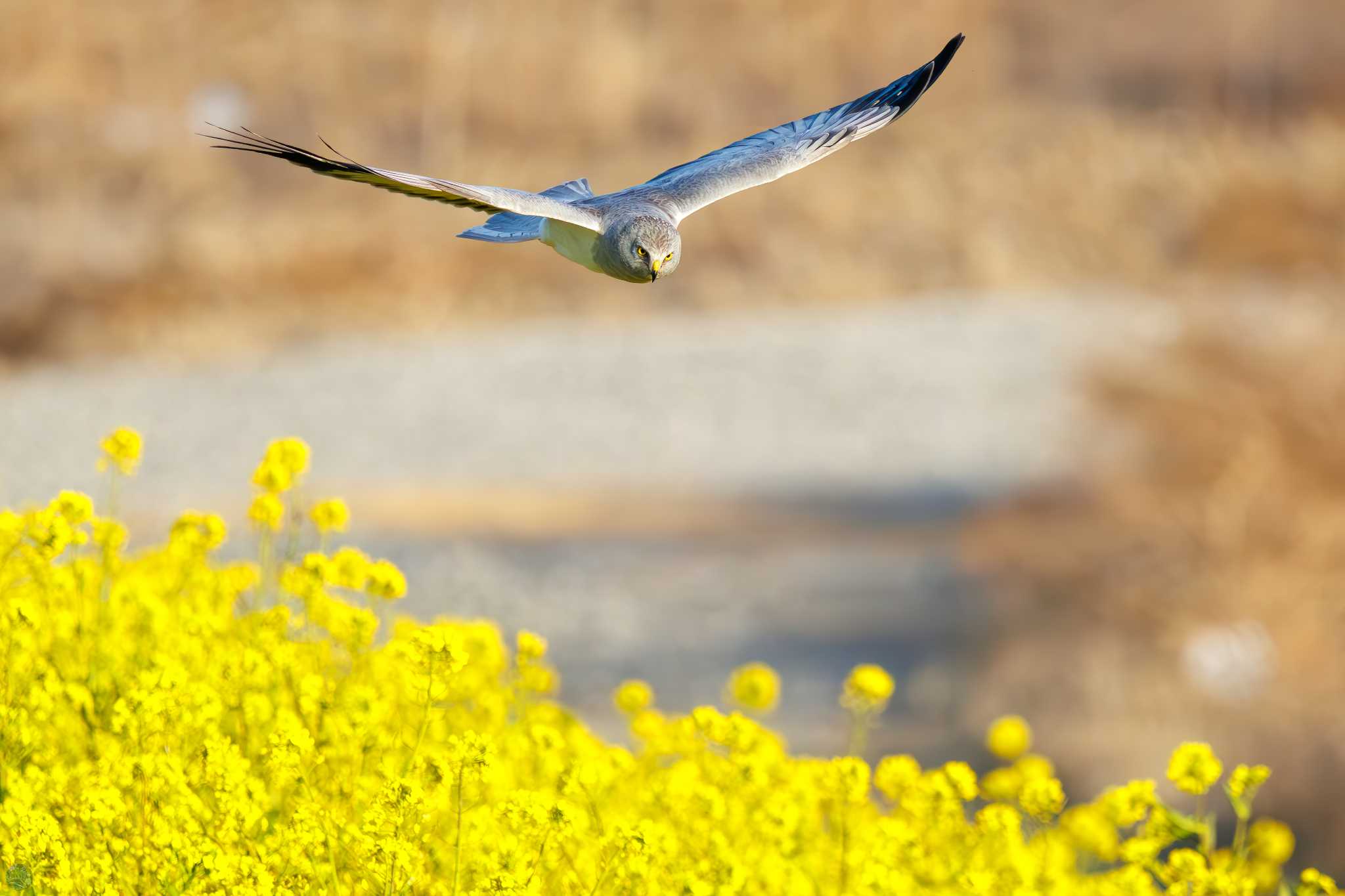 Photo of Hen Harrier at 利根川 by d3_plus