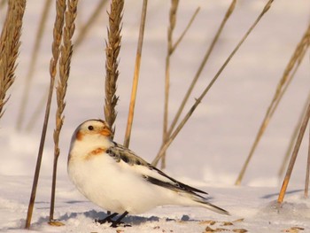 Snow Bunting 鵡川河口 Sun, 1/28/2024