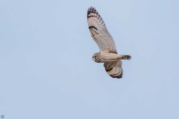 Short-eared Owl 埼玉　荒川河川敷 Sat, 3/30/2024