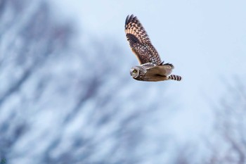 Short-eared Owl 埼玉　荒川河川敷 Sat, 3/30/2024