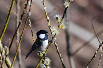 Japanese Tit 真駒内川 Wed, 4/10/2024