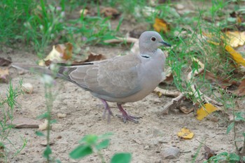 Eurasian Collared Dove Sarnath Buddhist Temple Tue, 3/26/2024