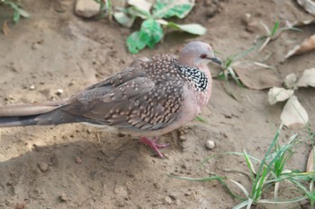 カノコバト Sarnath Buddhist Temple 2024年3月26日(火)