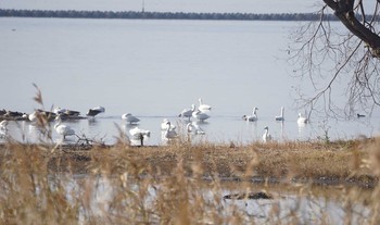 コハクチョウ 湖北野鳥センター 2018年12月22日(土)