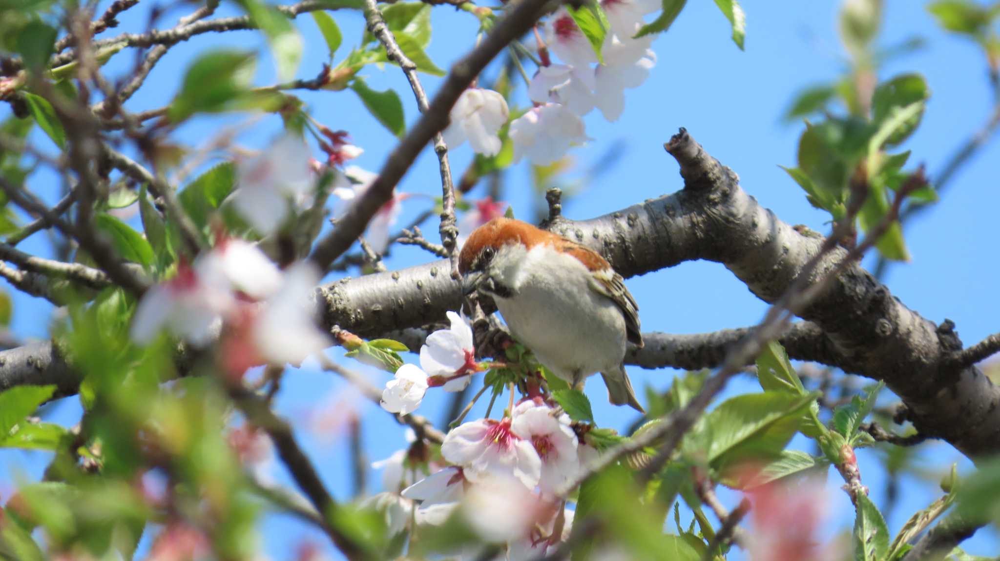 Photo of Russet Sparrow at 愛知県愛西市立田町 by ザキ