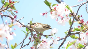 ニュウナイスズメ 愛知県愛西市立田町 2024年4月10日(水)