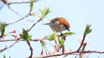 ニュウナイスズメ 愛知県愛西市立田町 2024年4月10日(水)