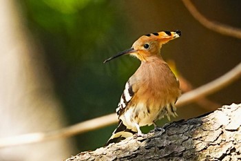 Eurasian Hoopoe 神奈川県 Sun, 3/31/2024