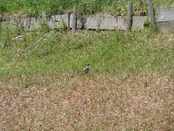 Blue Rock Thrush 打上川治水緑地 Wed, 4/10/2024