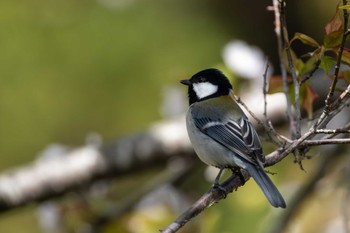 Japanese Tit 桜山 Wed, 4/10/2024