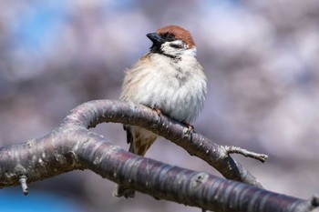 Eurasian Tree Sparrow 千波湖 Wed, 4/10/2024