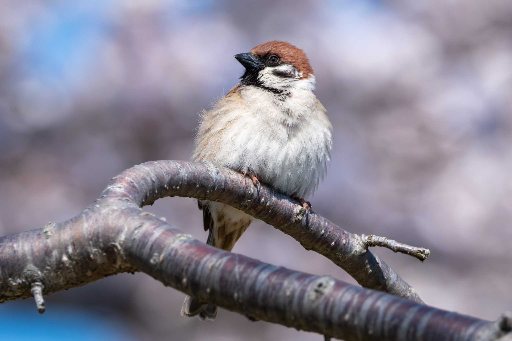 Eurasian Tree Sparrow