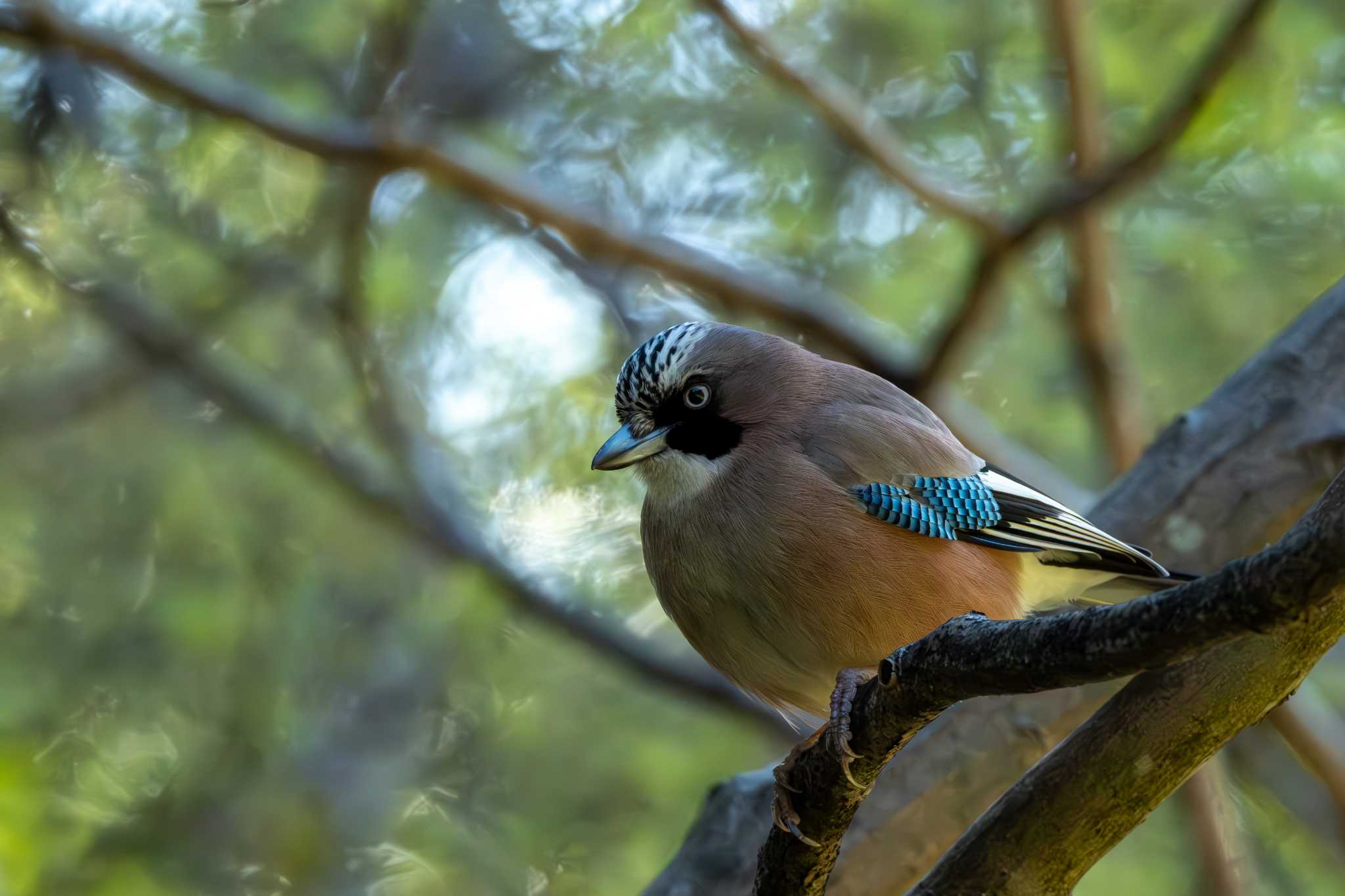 Photo of Eurasian Jay at 桜山 by MNB EBSW