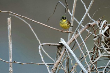 Masked Bunting 麻機遊水地 Sun, 3/17/2024