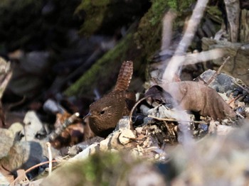 Eurasian Wren Saitama Prefecture Forest Park Wed, 4/10/2024