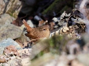 Eurasian Wren Saitama Prefecture Forest Park Wed, 4/10/2024