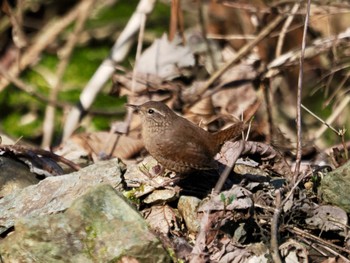 Eurasian Wren Saitama Prefecture Forest Park Wed, 4/10/2024