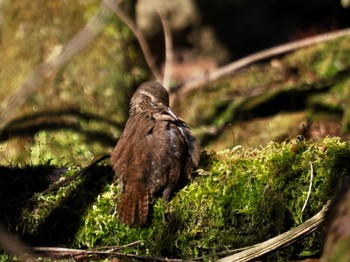 Eurasian Wren Saitama Prefecture Forest Park Wed, 4/10/2024