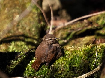 Eurasian Wren Saitama Prefecture Forest Park Wed, 4/10/2024